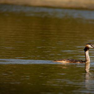 Great Crested Grebe