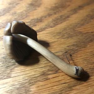 Gelbbräunlicher Scheidenstreifling