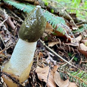 Gemeine Stinkmorchel