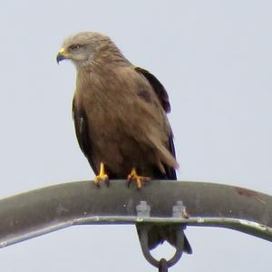 Black Kite