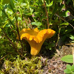 Chanterelle, Common