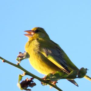 European Greenfinch