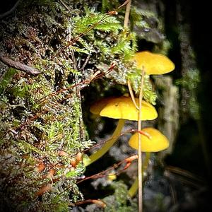 Gebrechlicher Saftling