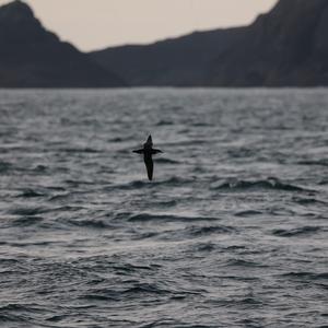 Northern Fulmar