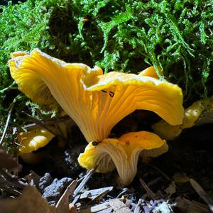 Fries´s Chanterelle