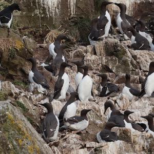 Common Guillemot