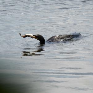 Kormoran