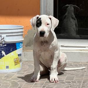 Dogo Argentino