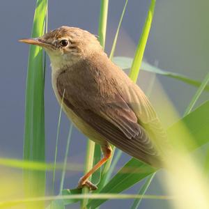 Marsh Warbler