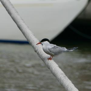Arctic Tern
