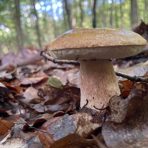 Summer Bolete
