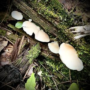Veiled Oyster