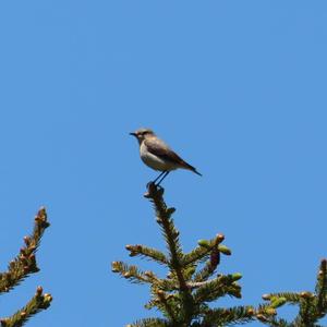 Northern Wheatear