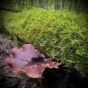 Beefsteak Polypore