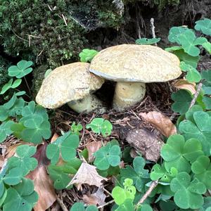 Cortinarius armeniacus