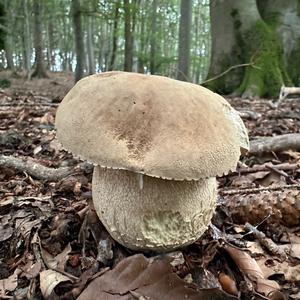 Summer Bolete