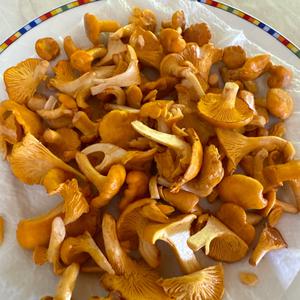Chanterelle, Common