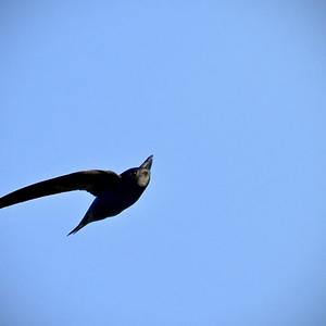 Common Swift