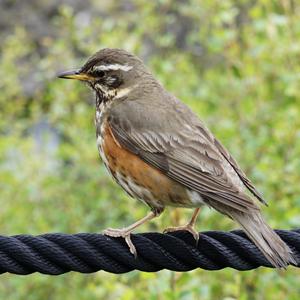 Redwing