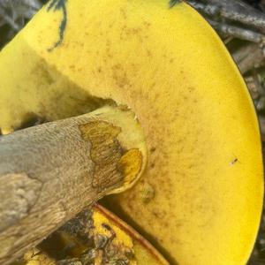 Falscher Schwefelröhrling