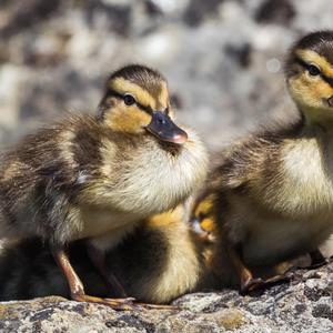 Stockente