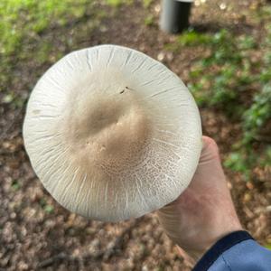 Yellow-foot Agaric
