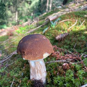 King Bolete