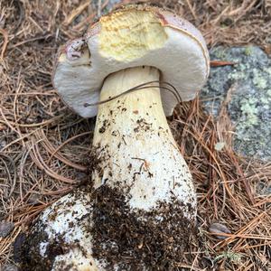 King Bolete