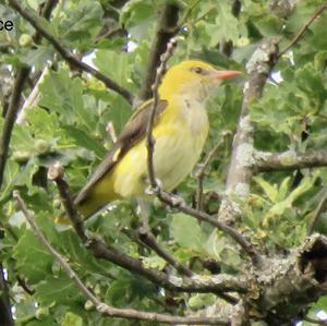 Eurasian Golden Oriole