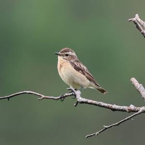Braunkehlchen