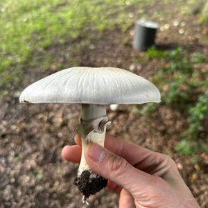 Yellow-foot Agaric