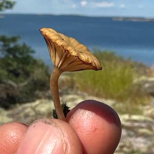 Unknown Species