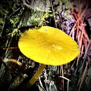 Gebrechlicher Saftling