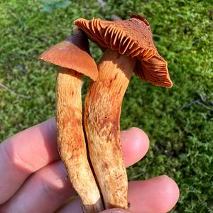 Foxy-orange Web Cap