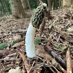 Gemeine Stinkmorchel