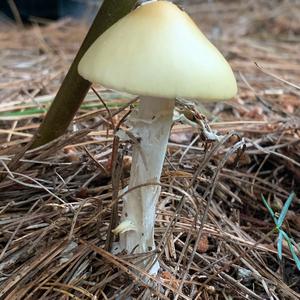 Gemmed Amanita