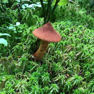 Unknown Species