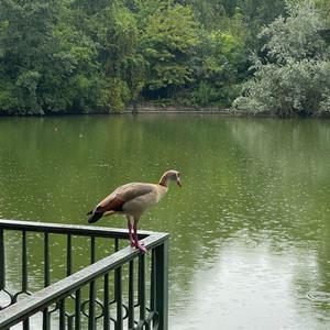 Egyptian Goose