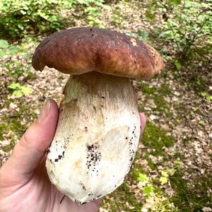 Summer Bolete