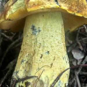 Falscher Schwefelröhrling