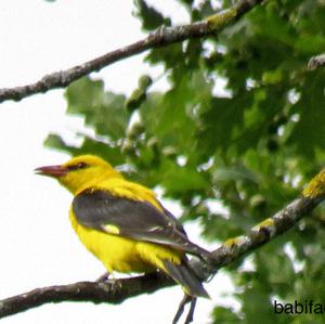 Eurasian Golden Oriole