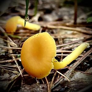 Gebrechlicher Saftling