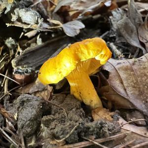 Fries´s Chanterelle