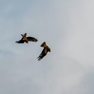 Red Kite