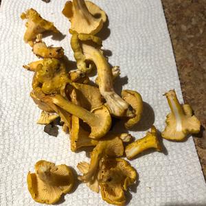 Chanterelle, Common