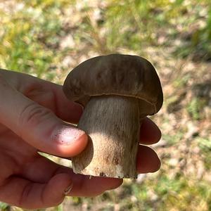 Summer Bolete