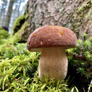 Summer Bolete