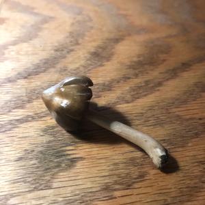 Gelbbräunlicher Scheidenstreifling