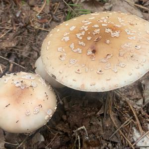 Grey-veil Amanita