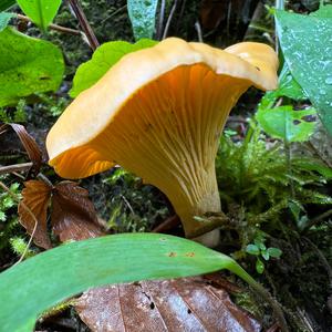 Chanterelle, Common